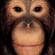 Illustration for article titled Primate portraits invite you to see apes as individuals